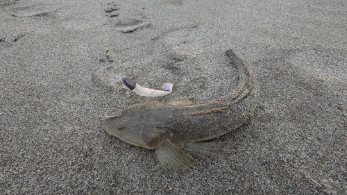 マゴチの釣果