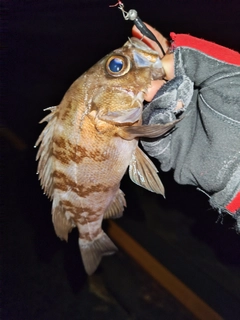 シロメバルの釣果