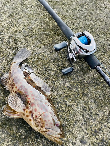 チャイロマルハタの釣果