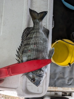 クロダイの釣果