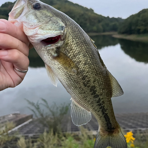 ラージマウスバスの釣果