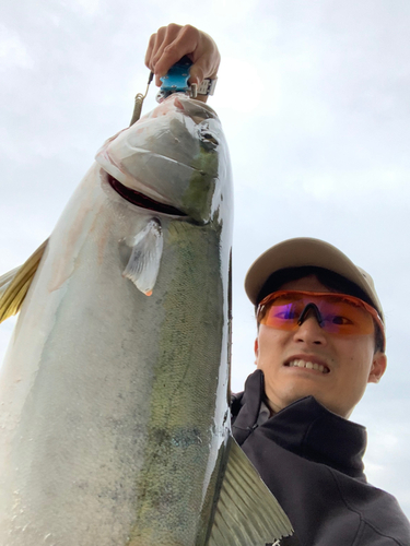 ブリの釣果