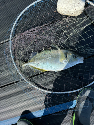 シマアジの釣果