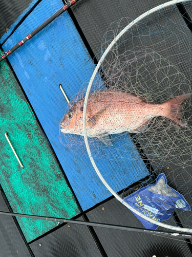 マダイの釣果