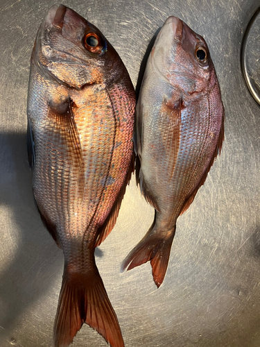 タイの釣果