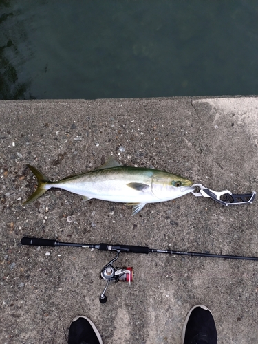 ハマチの釣果