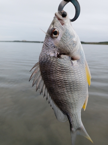 キビレの釣果