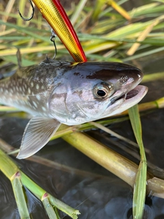 アメマスの釣果