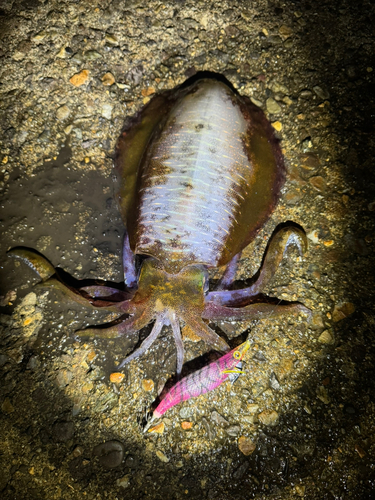 アオリイカの釣果