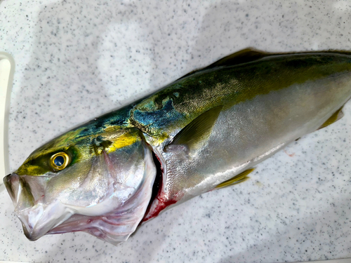 イナダの釣果