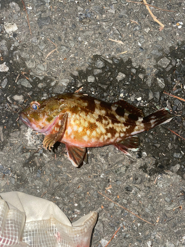 カサゴの釣果