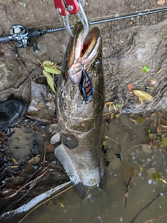 ライギョの釣果