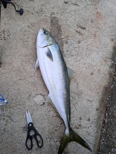 ブリの釣果