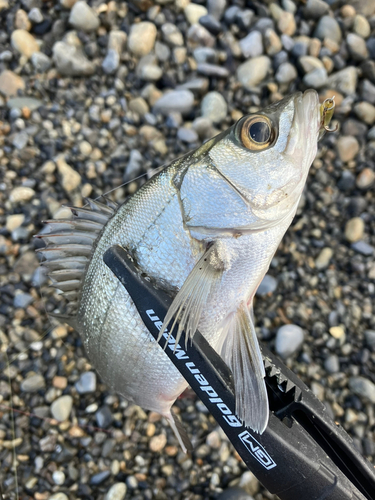 セイゴ（ヒラスズキ）の釣果