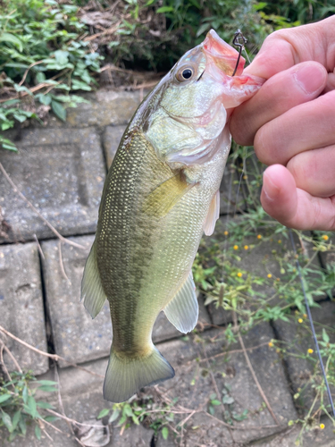 ラージマウスバスの釣果