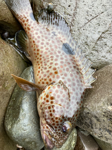 ノミノクチの釣果