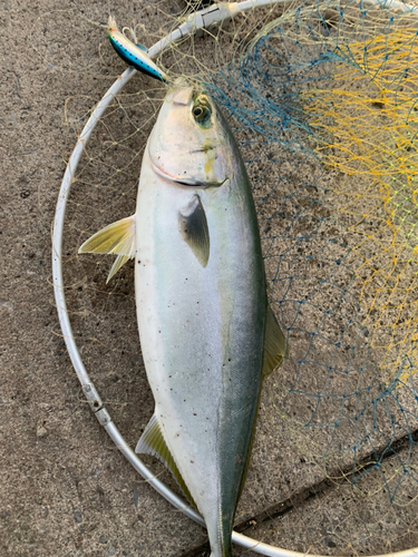 イナダの釣果