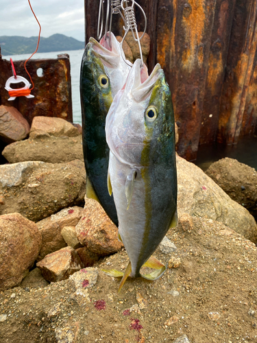 ハマチの釣果