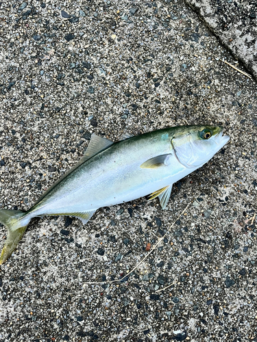 ツバスの釣果