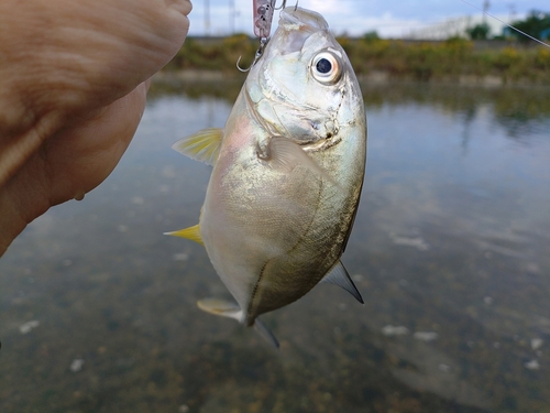 メッキの釣果