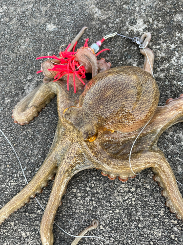 マダコの釣果