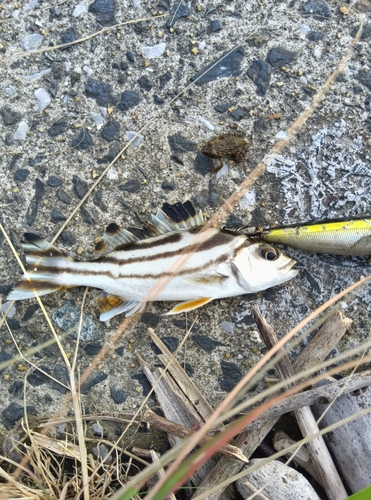 コトヒキの釣果