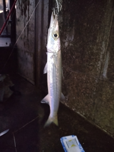 アカカマスの釣果