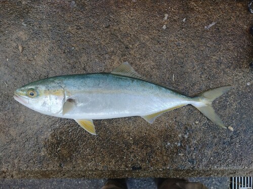 ツバイソの釣果