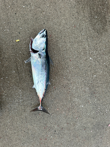 ソウダガツオの釣果