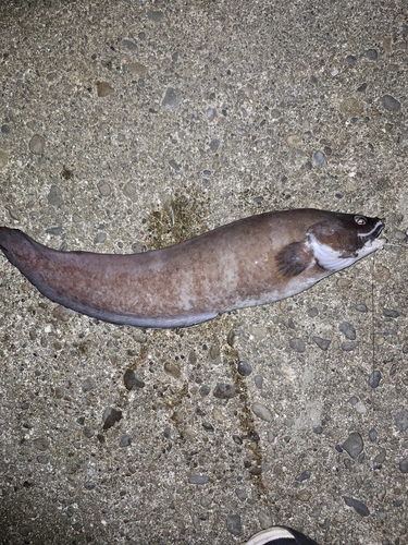 イタチウオの釣果