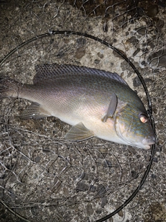 コロダイの釣果