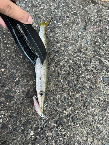 カマスの釣果