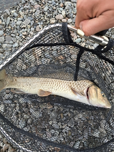 ニゴイの釣果