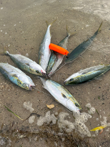 ハマチの釣果