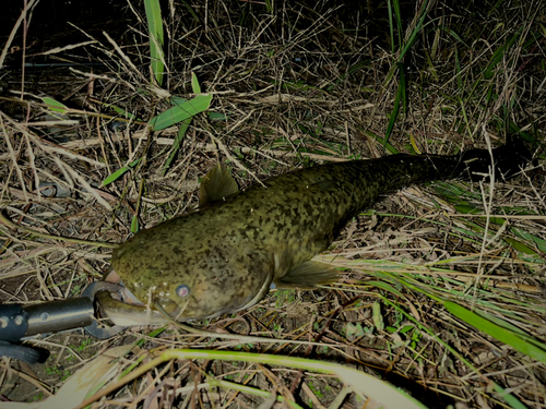 ナマズの釣果