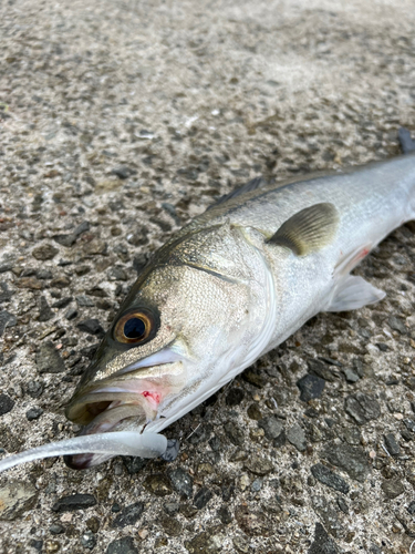 スズキの釣果