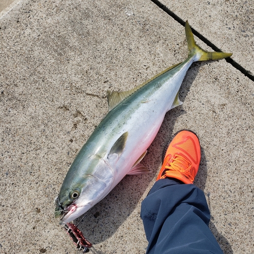 ブリの釣果