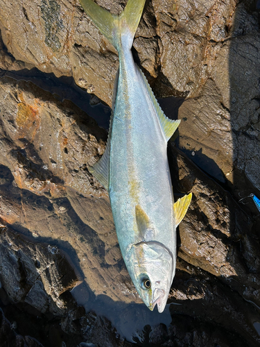 ヒラマサの釣果