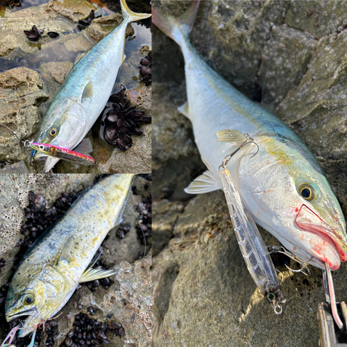 イナダの釣果