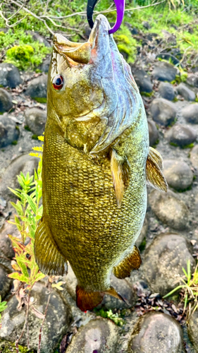 スモールマウスバスの釣果