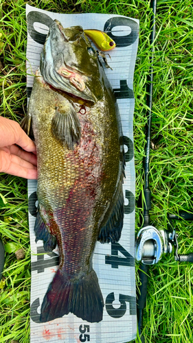 スモールマウスバスの釣果