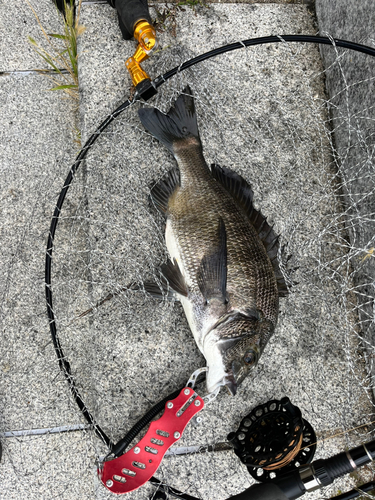 チヌの釣果