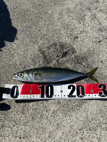 サバの釣果