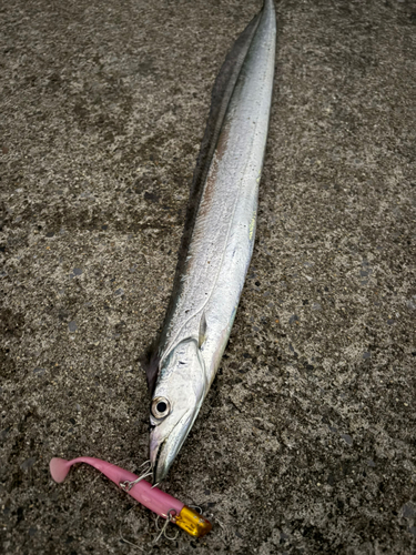 タチウオの釣果