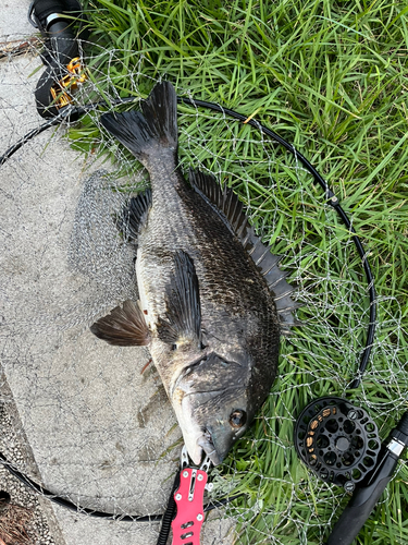 チヌの釣果