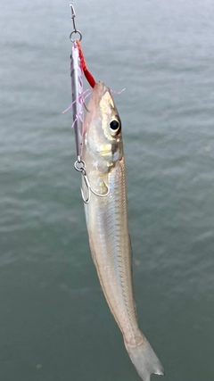 シロギスの釣果