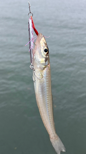 シロギスの釣果