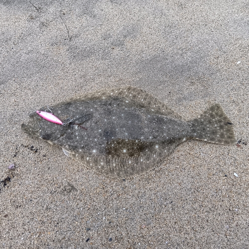 ヒラメの釣果