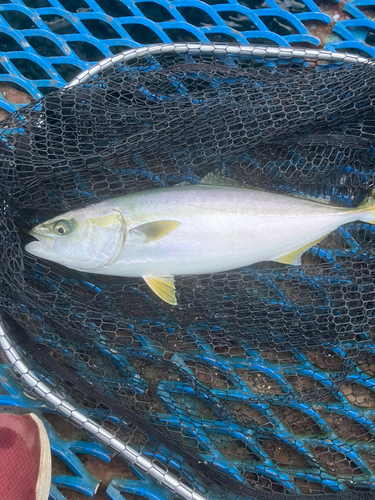 イナダの釣果