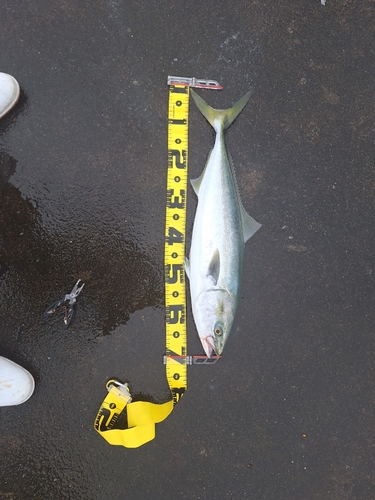 メジロの釣果